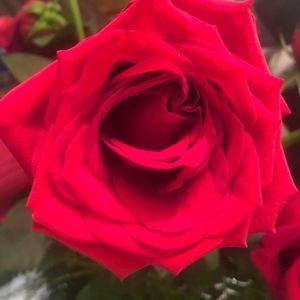 Meet your Posher, Brenda